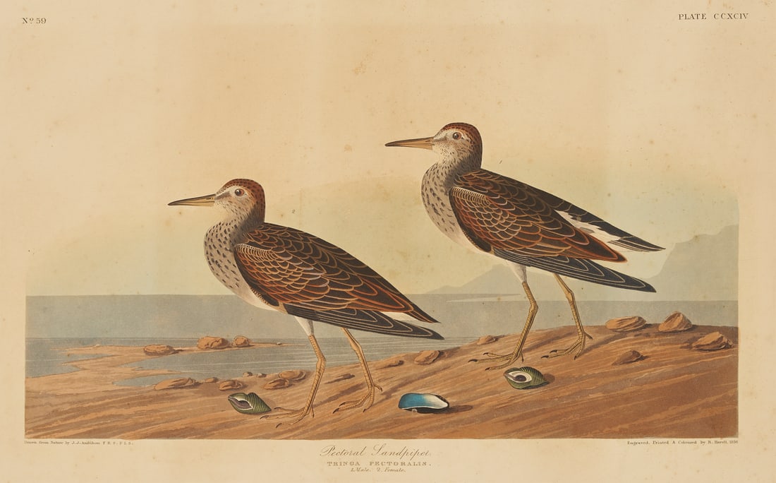 Audubon Sandpiper Print, Havell 1836 Edition (1 of 15)