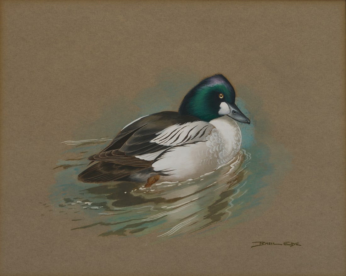 Basil Ede Watercolor, Swimming Duck (1 of 11)