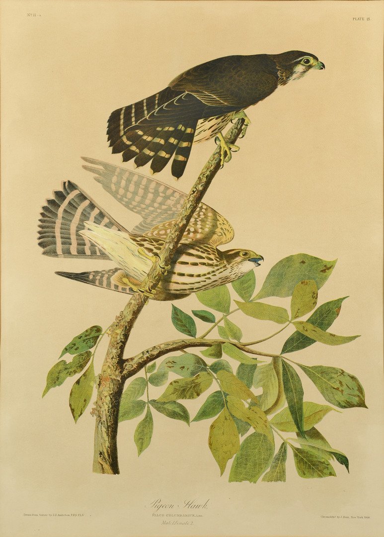 Audubon Chromolithograph by Bien: After John James Audubon (American, 1785-1851) chromolithograph, Plate # 21, from Birds of America depicting male and female pigeon hawks or "Falco Columbarius". Printed by J. Bien, New York, 1860. Ho