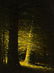 Attr. Harvey Joiner Oil with 2 Trees - 2