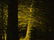 Attr. Harvey Joiner Oil with 2 Trees - 3