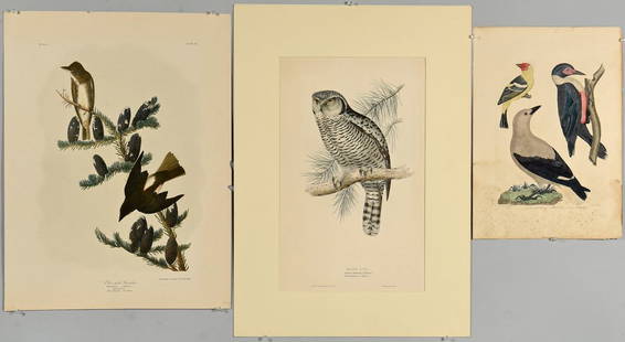 3 Bird Prints, Gould, Audubon and Wilson.: Three (3) Bird Prints, Gould, Audubon (Bien Edition), and Wilson. 1st item: John Gould (British, 1804-1881) and Elizabeth Gould (British, 1804-1841), "Hawk Owl", hand-colored lithograph printed by Cha