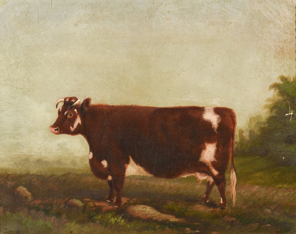 19th c. Portrait of a Prize Cow, Devon Farm (1 of 10)