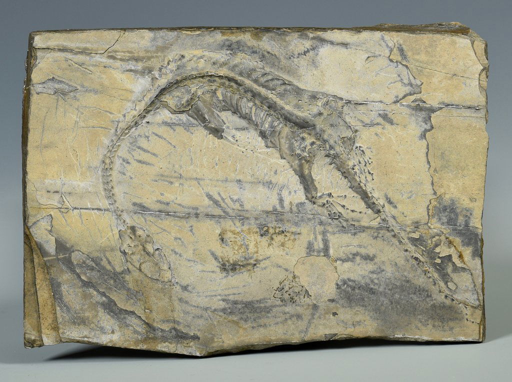Therapod Dinosaur Fossil (1 of 8)