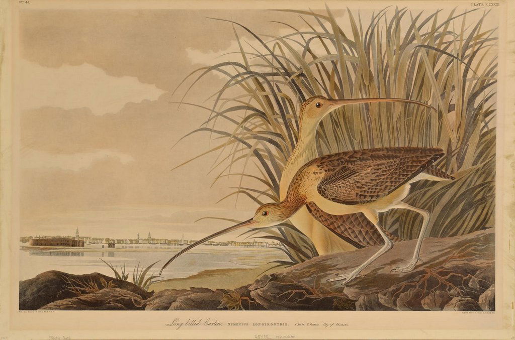 After Audubon, Long Billed Curlew (1 of 10)