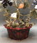 Chinese jade/stone bonsai tree in lacquer planter - 3
