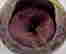 item-119750490=2