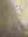 item-131705537=5