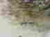 item-137293341=6