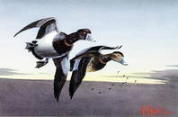 Print "Ring Necks" after Les C. Kouba