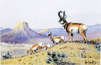 Print "Prong Horns Working the Ridge" after Les C.