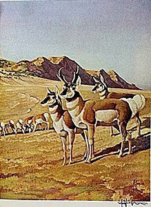LITHOGRAPH "THE PRONGHORN ANTELOPE" BY ARTIST FRANCIS: LITHOGRAPH IN THE MANNER OF FRANCIS LEE JAQUES BEARING THE SIGNATURE, TITLED "THE PRONGHORN ANTELOPE" COMES WITH CERTIFICATE OF AUTHENTICITY, FRAMING AVAILABLE AT AN ADDITIONAL COST.