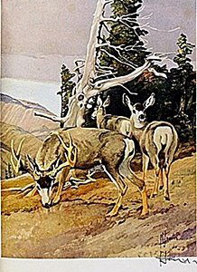 LITHOGRAPH "THE MULE DEER" BY ARTIST FRANCIS LEE JAQUES: LITHOGRAPH IN THE MANNER OF FRANCIS LEE JAQUES BEARING THE SIGNATURE, TITLED "THE MULE DEER" COMES WITH CERTIFICATE OF AUTHENTICITY, FRAMING AVAILABLE AT AN ADDITIONAL COST.