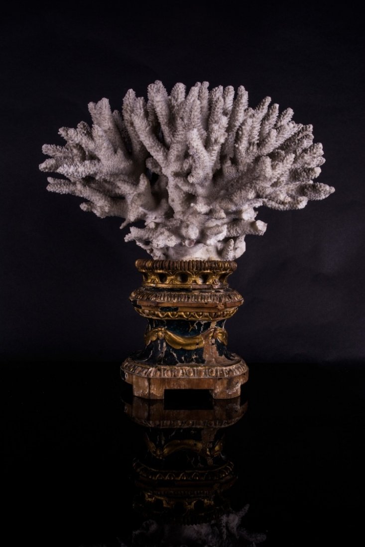 Coral: Italy, 18th A beautiful white coral on a ancient base.