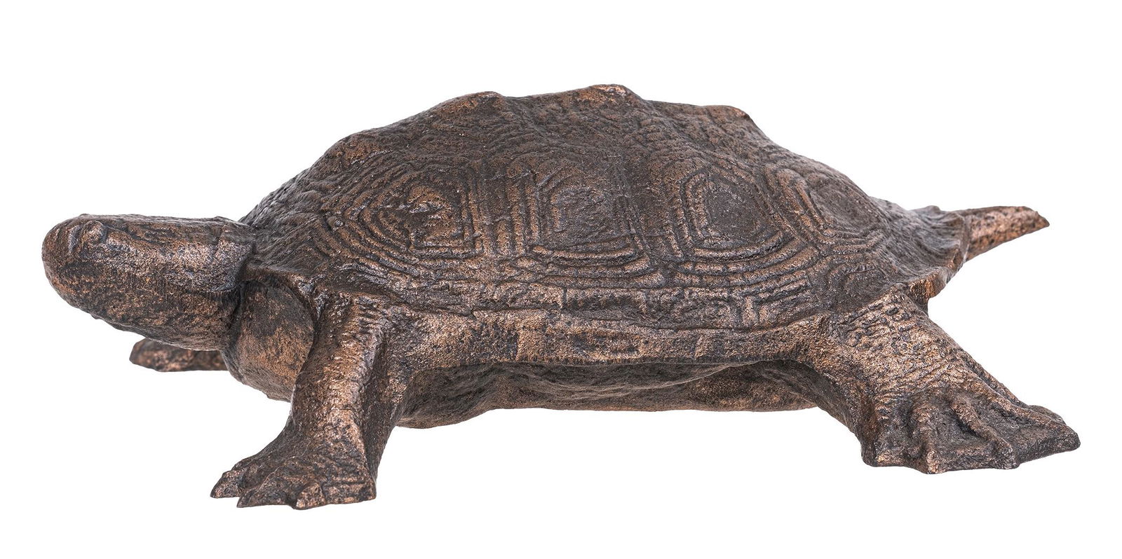 Water Turtle (1 of 2)