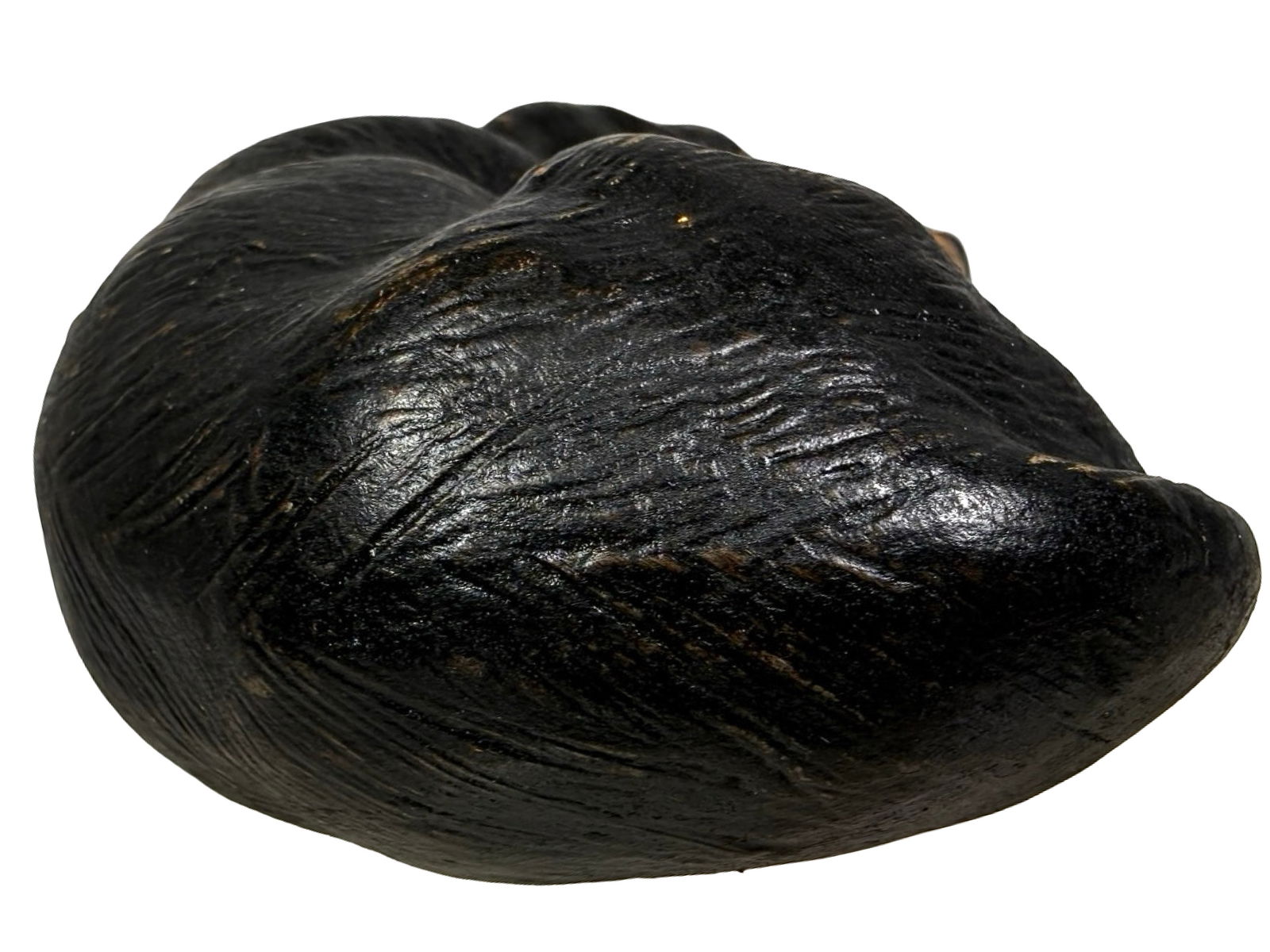 Dachshund Laying Down - 4