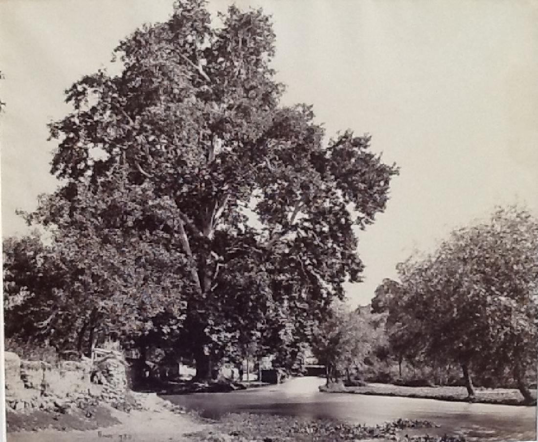 Large Chunars by the stream at Achabul. c1864: 19th century Photograph of India by Samuel Bourne taken between 1864 and 1866. Individual photograph from a presentation album dated March 1868. Large Chunars by the stream at Achabul. c1864. Conditio