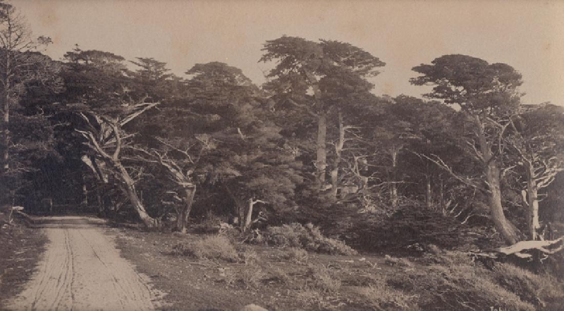 Cypress Forest , Monterey, California. c1880 (1 of 1)