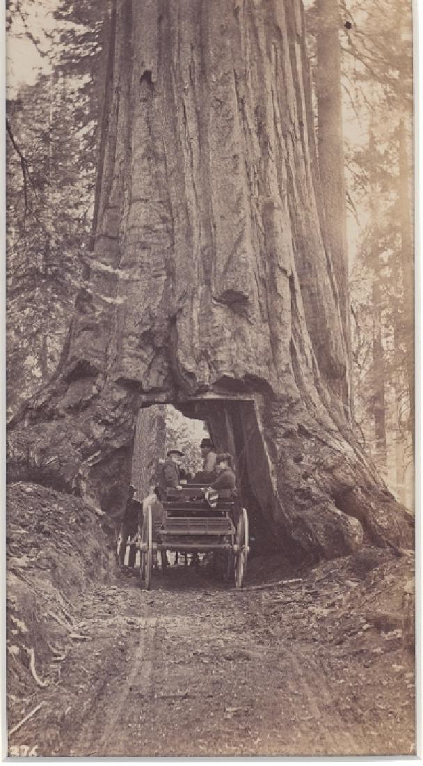 Big Tree, Mariposa Grove, California. c1880: Big Tree, Mariposa Grove, California. C1880. Fair Ð good contrast and tonality, some fading to right side. Photographer: George Fiske. 7.25 x 4.25 in.