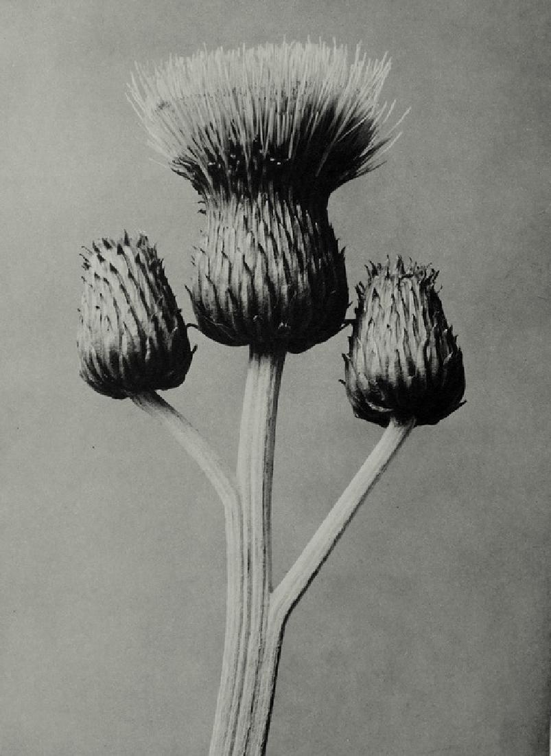 Cirsium canum / Salvia on reverse: Cirsium canum / Salvia on reverse. From Urformen Der Kunst by Karl Blossfelt. C1936. 10 x 7.5 in.