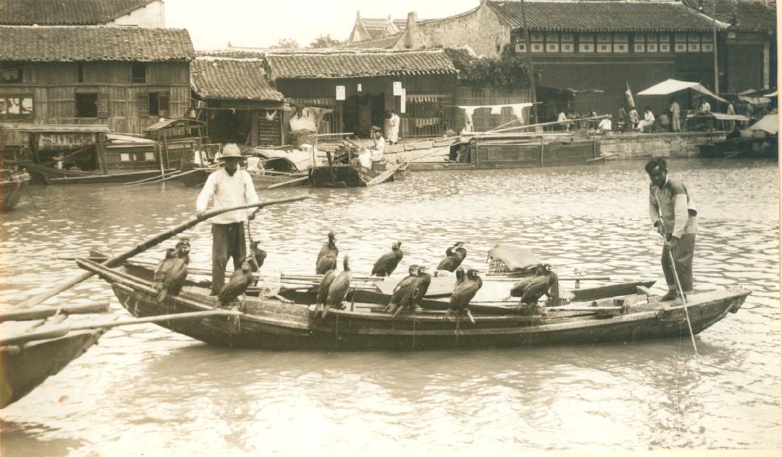 Cormarants used to catch fish in China. c1925 (1 of 1)