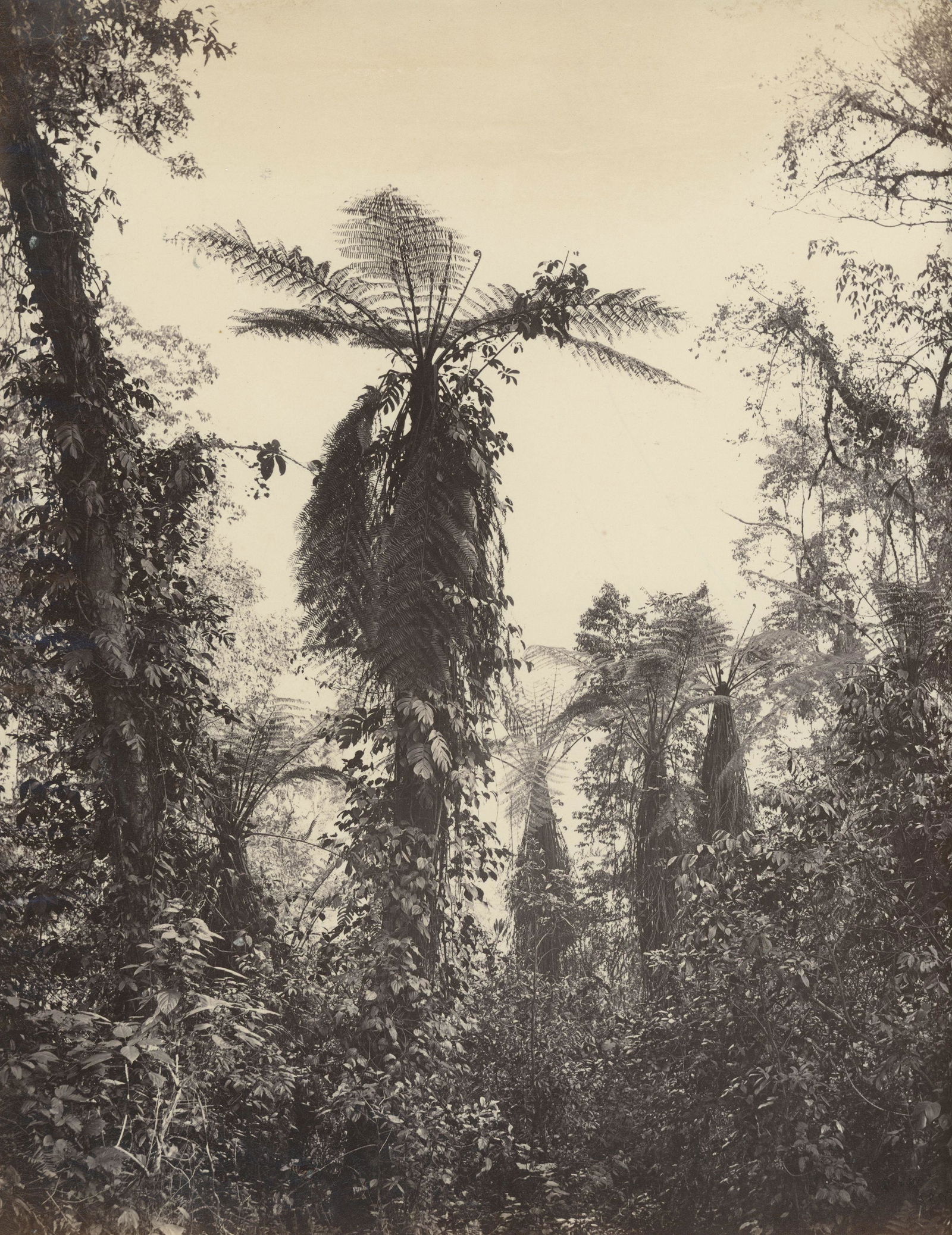 Darjeeling; Tree Ferns: Darjeeling; Tree Ferns. Samuel Bourne # 1893. Excellent contrast and tonality. Illustrateed in Sieben Jahre Indien, Samuel Bourne. Page 215. 11.125 x 9.25 in.