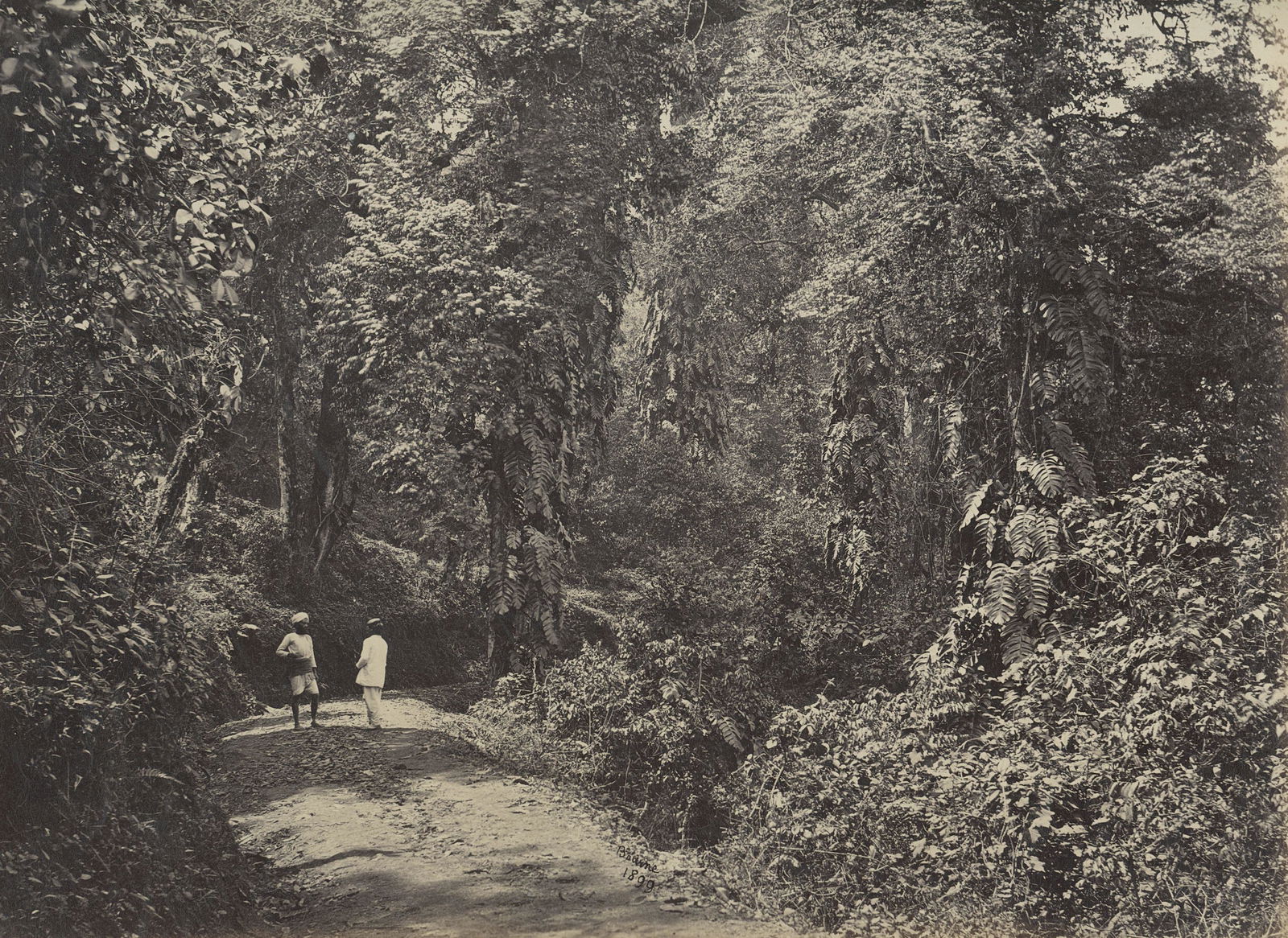 Darjeeling Ð Forest Scene near Tukvar. c1866: Darjeeling Ð Forest Scene near Tukvar. c1866. Very Good contrast & tonality, minor edge fading. Photographer: Samuel Bourne #1899. 9.5 x 11.5 in