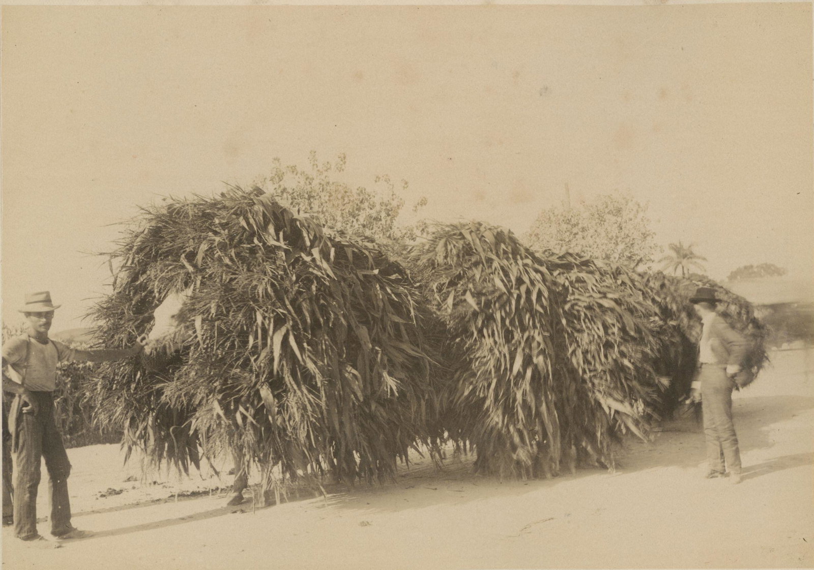 Carrying Sugar Cane in Cuba. C1870: Carrying Sugar Cane in Cuba. C1870. Good contrast and tonality. Photographer unidentified. 5.75 x 8 in.
