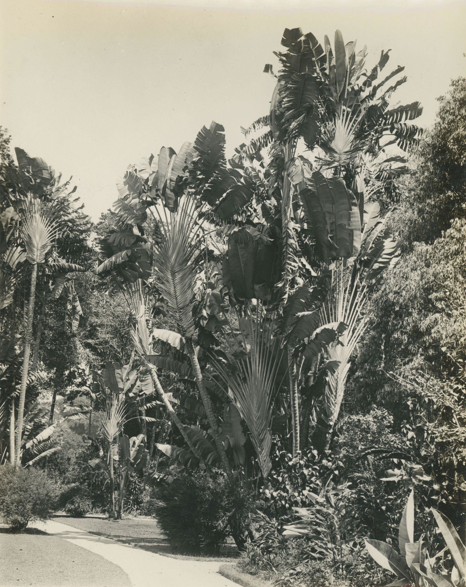 Travelers Palms, Kandy, Ceylon. c1925 (1 of 1)