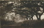 Avenue near Lahaina, Maui. c1910