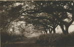 Avenue near Lahaina, Maui. c1910