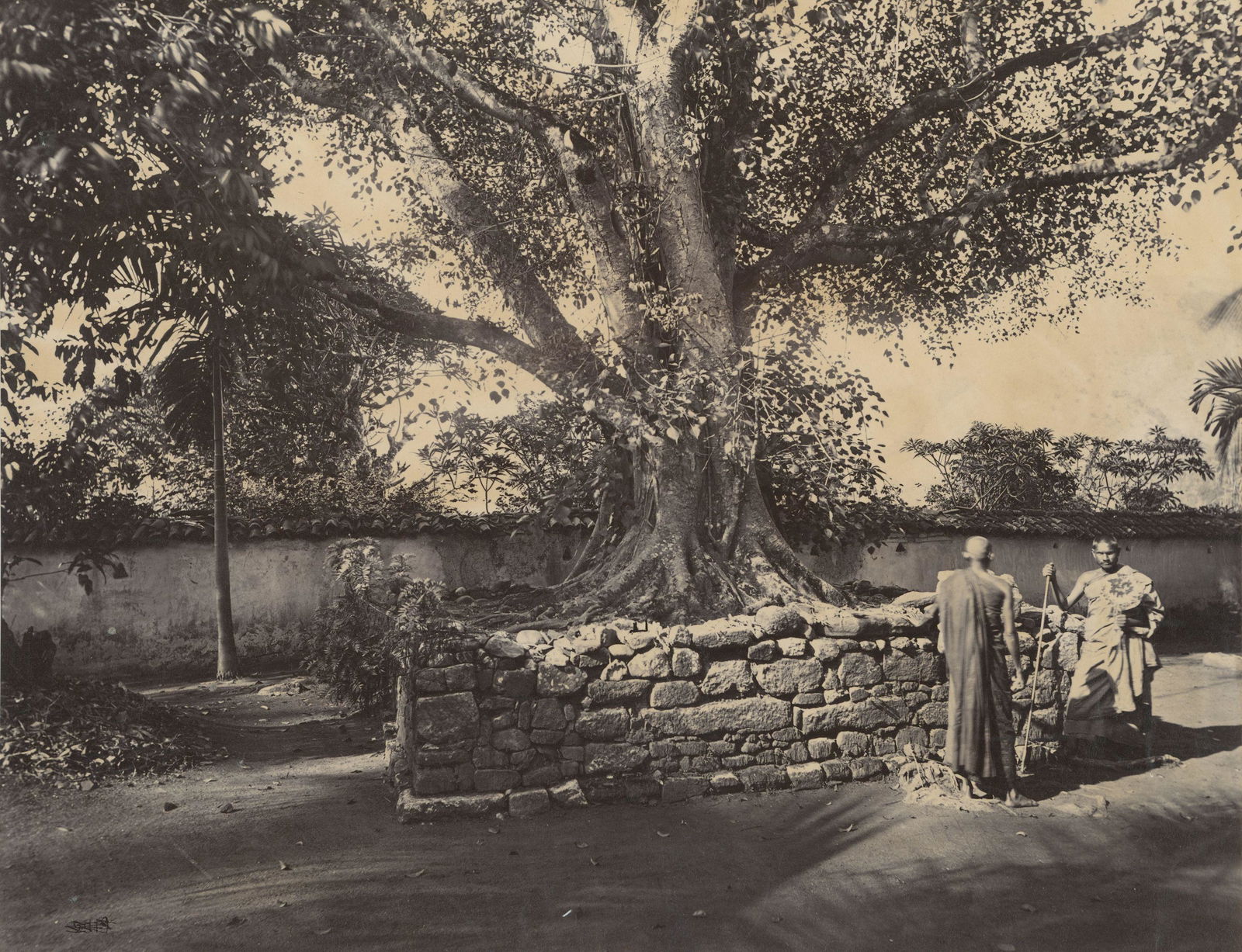 CEYLON. Ouvah Country, The Bo Tree, sacred tree of the: Ouvah Country, The Bo Tree, sacred tree of the Buddhists. Samuel Bourne #2165. Bourne photographs of Ceylon are rare. Excellent contrast and tonality. 8.5 x 10.75 in.