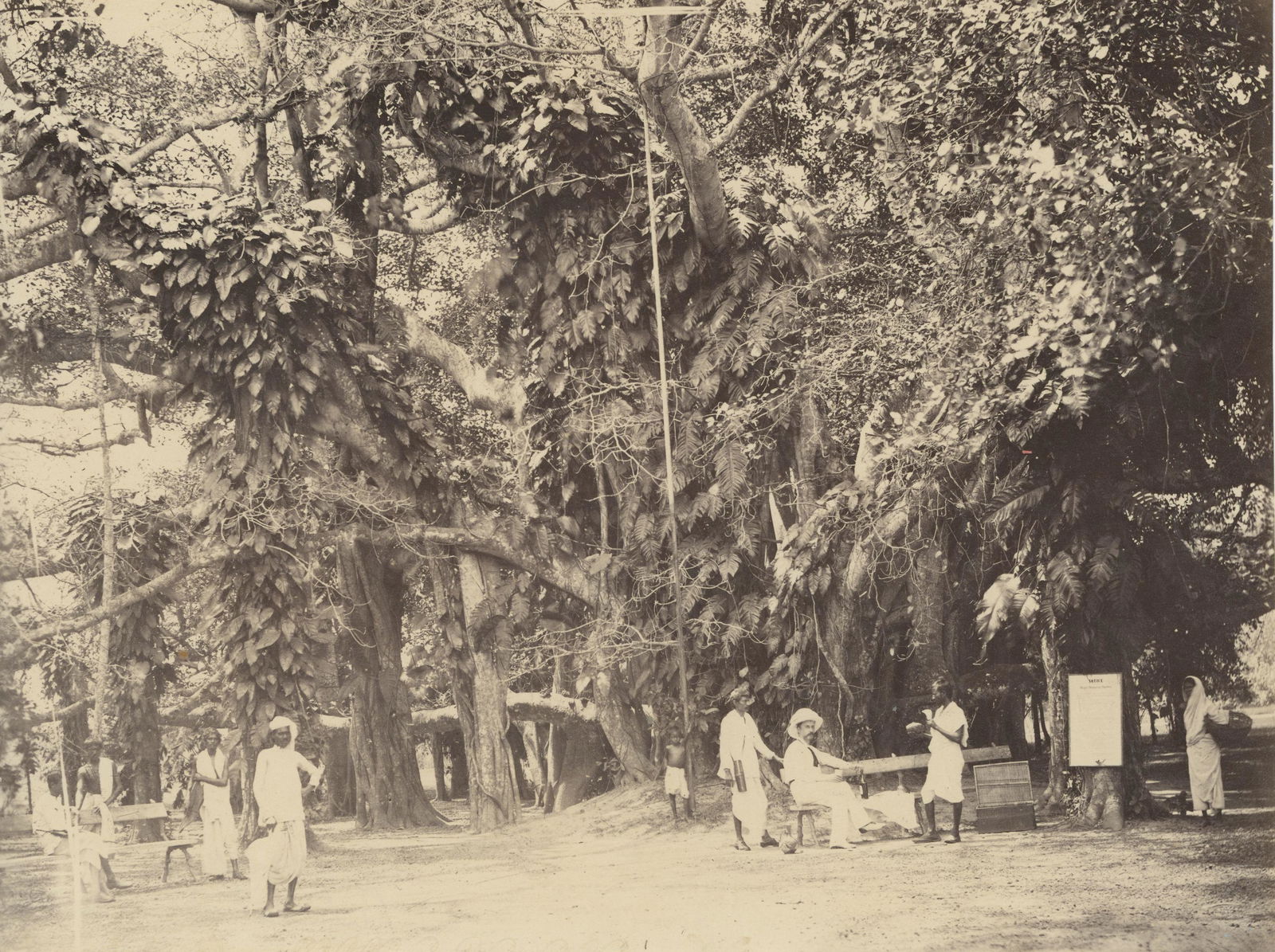 INDIA.  Calcutta: Banyan Tree. C1880 (1 of 1)