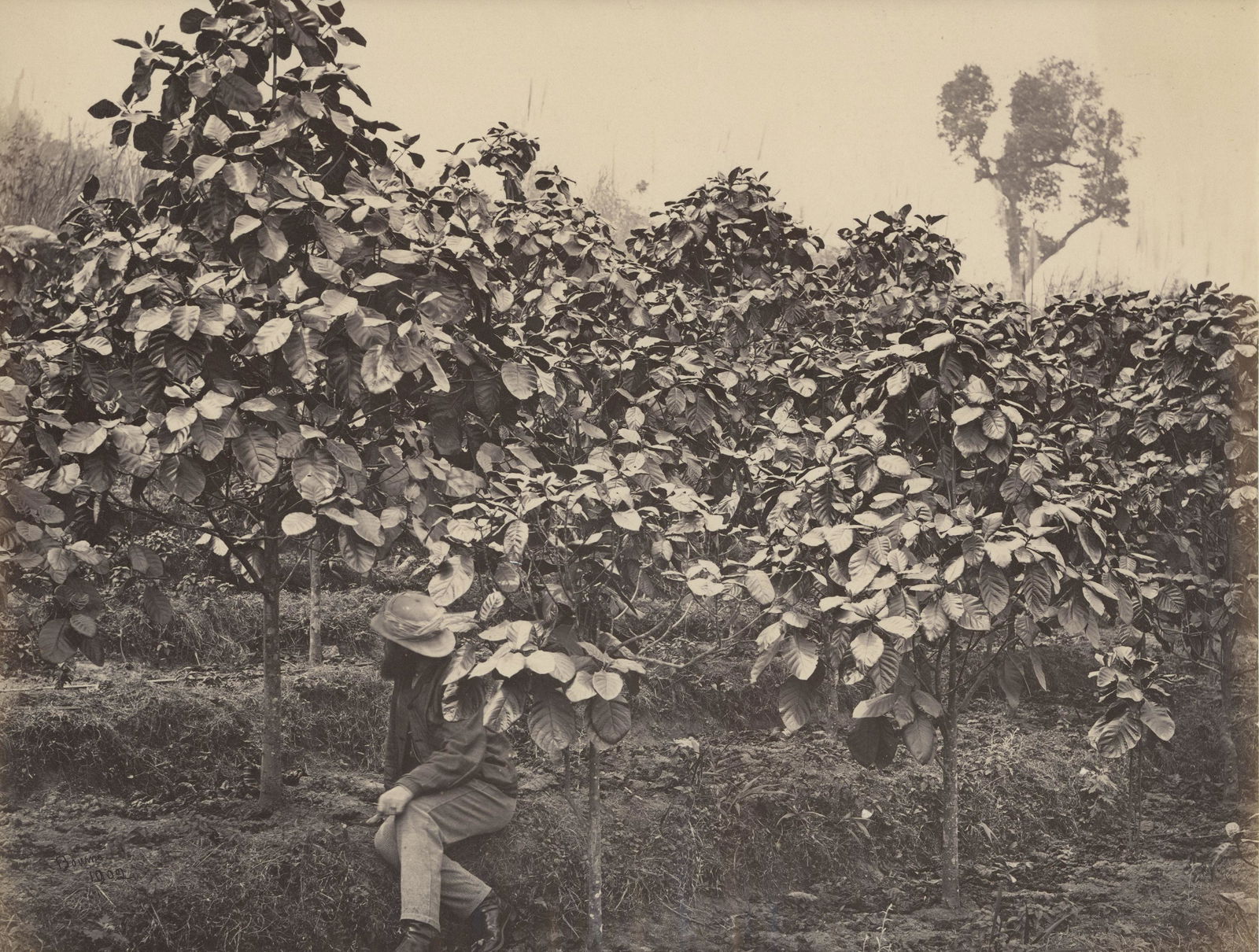 INDIA. Darjeeling; Chinchona Plantation at Tukdah.: Darjeeling; Chinchona Plantation at Tukdah. Samuel Bourne # 1902 (rare image). (Samuel Bourne is most probably the figure in the photograph). Photographer's credit and number in negative. Excellent co
