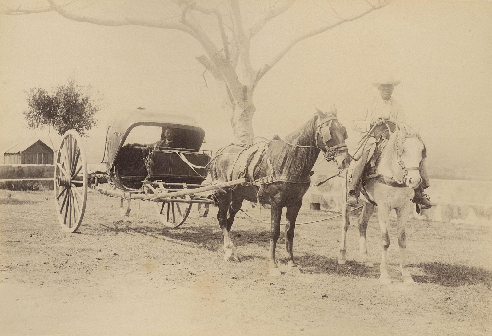 CUBA. A Cuban Volante. C1880: A Cuban Volante. c1880. Fair contrast and tonality. Unknown photographer. 5.5 x 8.125 in. 13.97 x 20.64 cm