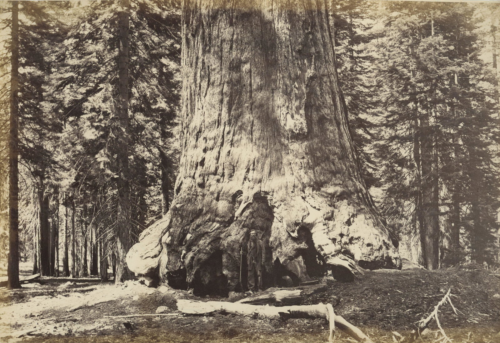 Mariposa Grove and Grizzly Giant. C1865 (1 of 1)