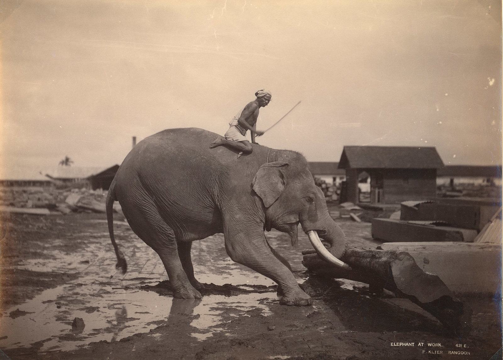 BURMA. Working Elephant at a Timber Yard in Burma. C1880 (1 of 1)