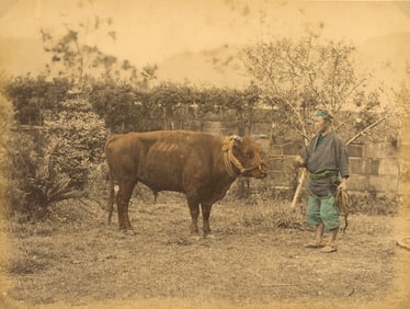 A Prize Bull. c1870
