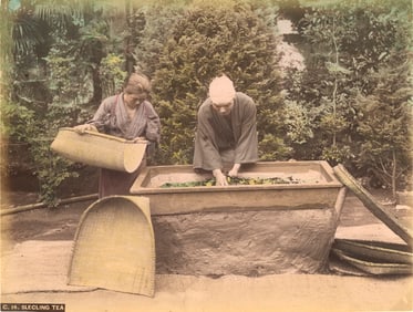 Selecting Tea Leaves. c1890