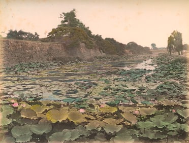 Lotus Plants, Kumamoto Castle at Ch??-ku, c1880