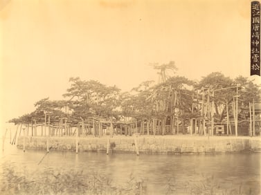 500 Year old tree, c1880