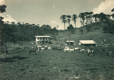 BRAZIL. Cattle Ranch in Brazil. C1920