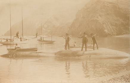 U.S.A. 65 ft Whale caught on Catalina Island. 1900