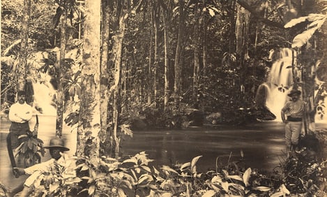 TRINIDAD. Tropical Forest. c1880