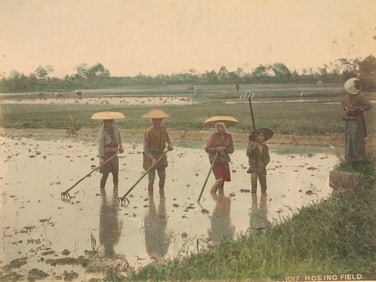 JAPAN. Farmworkers in Rice Paddy. C1880.