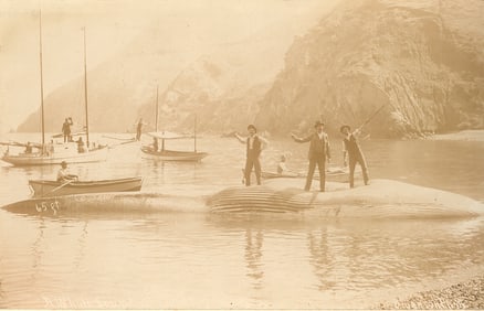 U.S.A. 65 ft Whale caught in Catalina Island, California. C1900