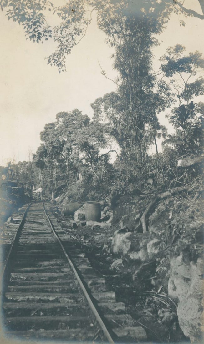 Sugar Cane Plantation, Hawaill. C1910: Sugar Cane Plantation, Hawaill. C1910. 5.125 x 3 in.