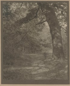 Forest Scene. c1910