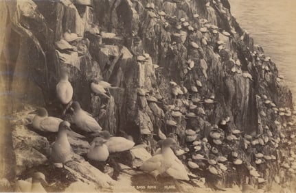 Sea Gulls on Bass Rock. C1890