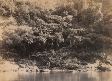 Tree Ferns, Wanganui River. New Zealand. c1890